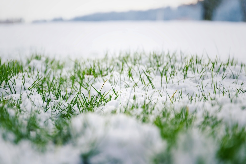 Green grass in snow, bush in background | AllGreen Lawn, Tree, & Shrub care