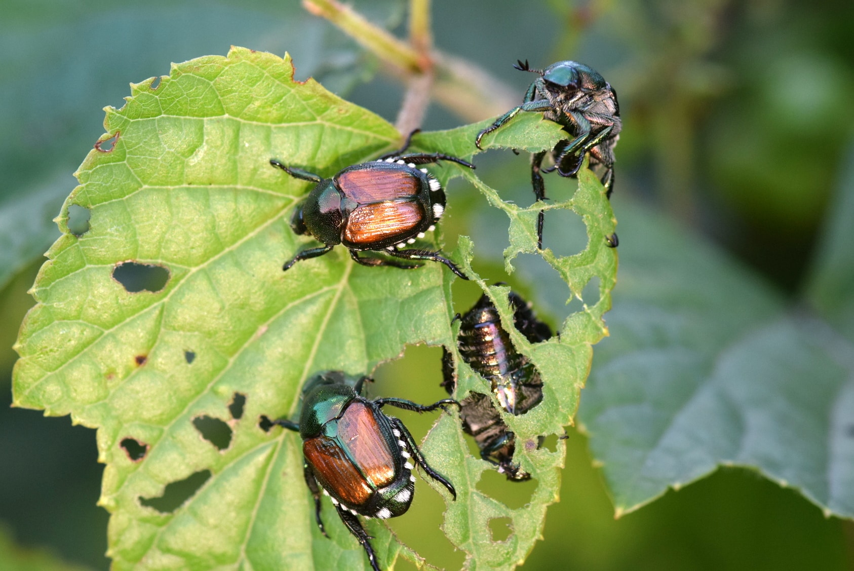 Lawn Care in MA: What to Do About Japanese Beetle Grubs - AllGreen Lawn ...